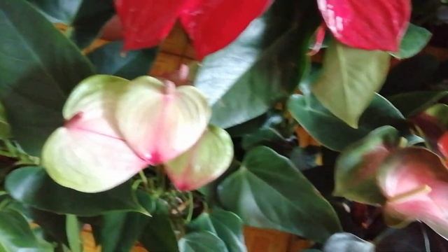 Антуриум, поступление цветов. Виолет харт и другие сорта. смотреть онлайн