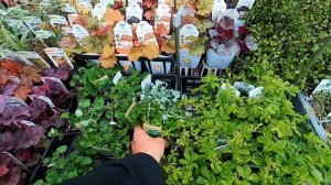 Японские садовые цветы. Японский сад и огород