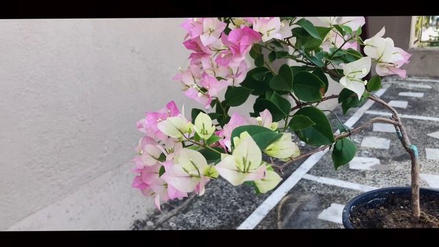 Bougainvillea-Thai Delight