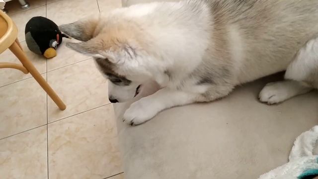 ЩЕНОК ХАСКИ | ХАСКИ ГРОМ РЫЖИЕ УШКИ смотреть онлайн