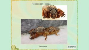 Почвенная среда обитания