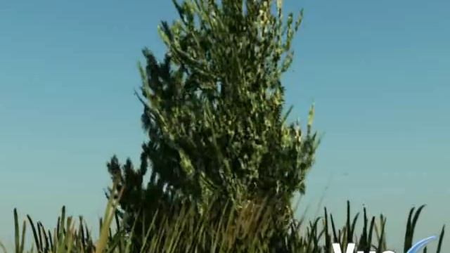 vue 6 windy tree n grass смотреть онлайн