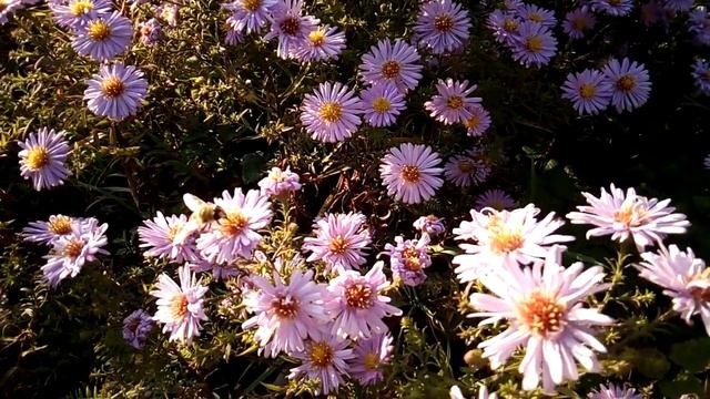 НАШ ОСЕННИЙ ПЕЙЗАЖ OUR AUTUMN LANDSCAPE