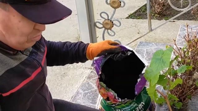 Укоренение черенков винограда сорта "Ризамат" - 02 03 2022 г Шымкент смотреть онлайн