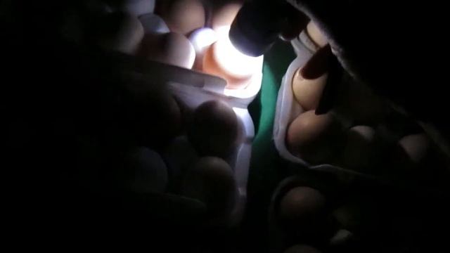 Инкубирование яиц в инкубаторе "Несушка" на 63 яйца. смотреть онлайн