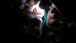 Инкубирование яиц в инкубаторе "Несушка" на 63 яйца.