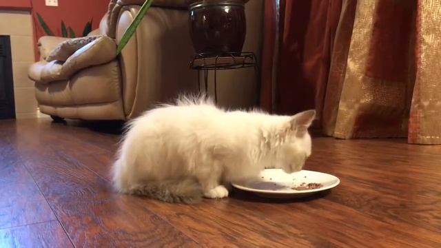 Ragdoll kitten - Интересные факты о кошках - рэгдолл котенок кушает смотреть онлайн