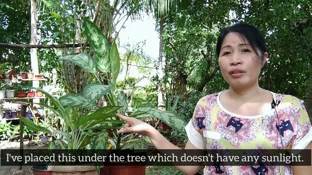 Aglaonema MARIA CARE TIPS/Tamang Pag-aalaga Kay Aglaonema Maria/Aglaonema Care Guide, Ep. 3 смотреть онлайн