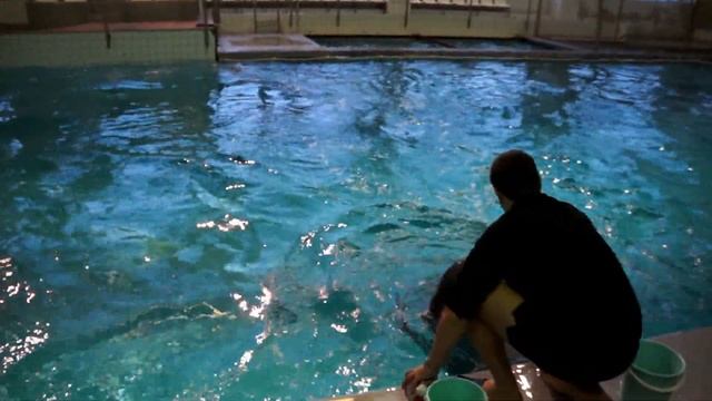 Катание на дельфинах в Набережных Челнах 4.01.2012. Юля смотреть онлайн