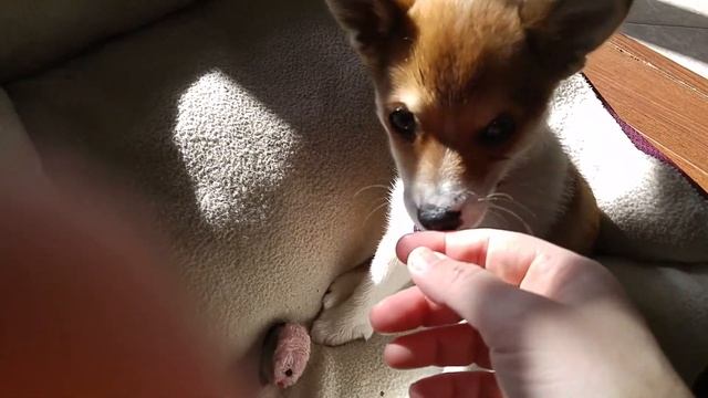 Norwegian Lundehund Puppy Eli