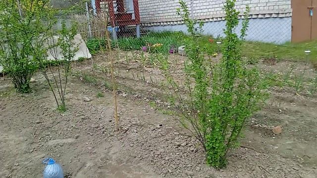 Чудо-сапропель. Посадка картофеля. 08.05.2022 смотреть онлайн