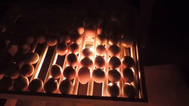 Овоскопирование яиц.