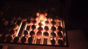 Овоскопирование яиц.