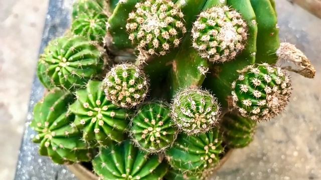Cactus and Succulent | ECHINOPSIS SUBDENUDATA CARDENAS 1956 смотреть онлайн