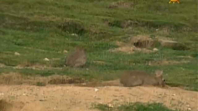 Жизнь диких кроликов смотреть онлайн