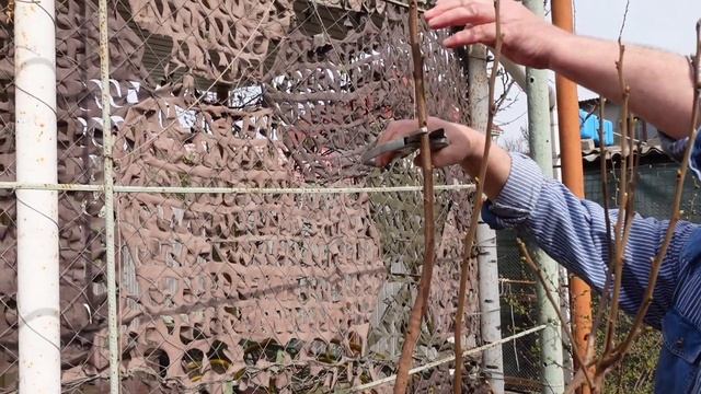 ОДЕССА ❤️ 10.04.23?ХУРМА ЭКСПЕРИМЕНТ от ПОДПИСЧИКА ?ПОСАДКА клубники правильно ❗️ смотреть онлайн