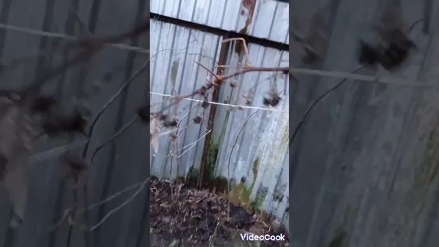 Обрезка РЕМОНТАНТНОЙ малины, в южном регионе, в феврале. 19 февраля 2024 г. смотреть онлайн