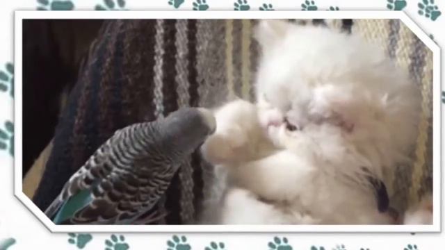 Смешные кошки. Смешные кошки и их друзья смотреть онлайн