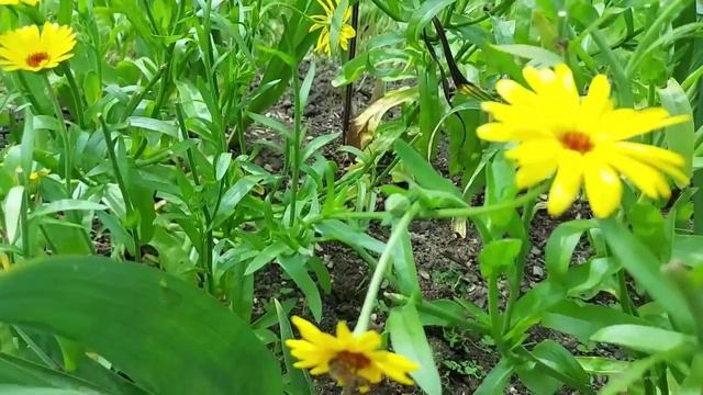 Гладиолусы смотреть онлайн