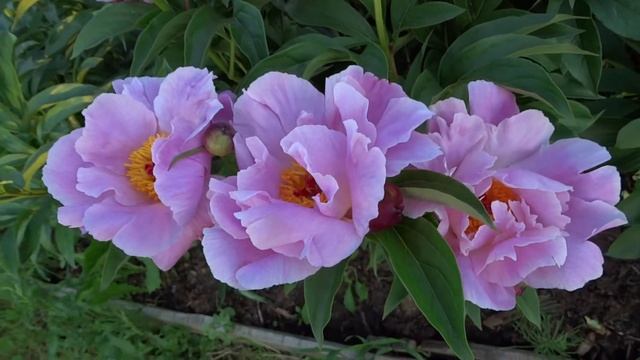 Пион МАРТА W ?? Paeonia MARTHA W: обзор, описание, цветение, отзыв смотреть онлайн