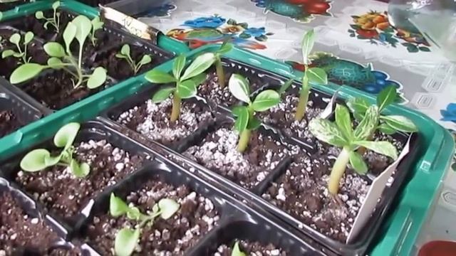 Обзор рассады и цветов. Overview of seedlings and flowers. смотреть онлайн