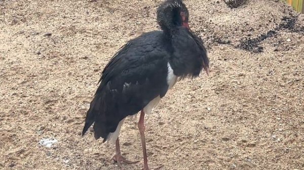 MOSCOW ZOO | МОСКОВСКИЙ ЗООПАРК | parc zoologique de Moscou | Zoológico de Moscú | Moskauer Zoo