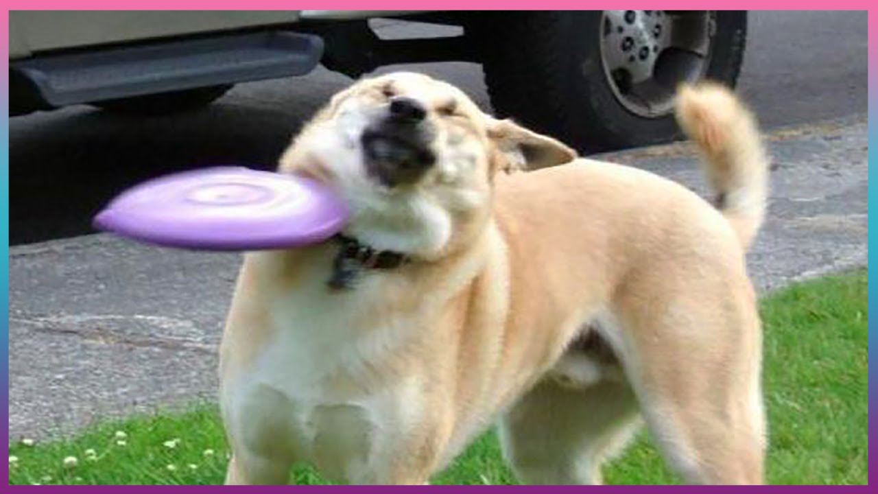 ПОПРОБУЙ НЕ ЗАСМЕЯТЬСЯ! / ПРИКОЛЫ С ЖИВОТНЫМИ ДО СЛЕЗ! / Funny Animals / Самые смешные животные #5 смотреть онлайн