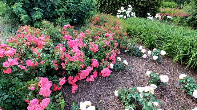 Róże 'Bad Birnbach' i 'Biedermeier' w Arboretum Wojsławice смотреть онлайн