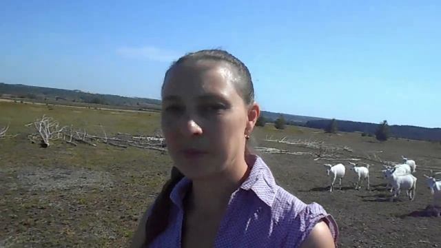 Электропастух. Летний выпас коз. смотреть онлайн