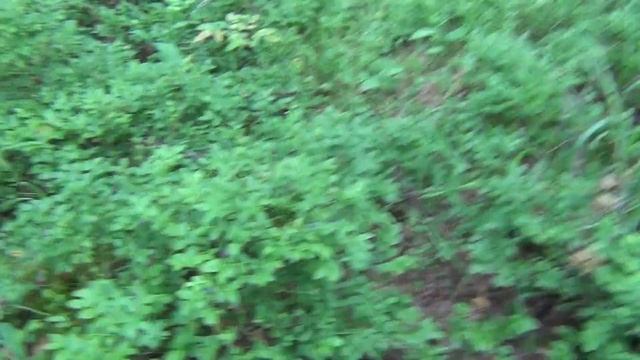 Пошли летние грибы и лесные ягоды. Собираем лисички и чернику в подмосковном лесу. смотреть онлайн