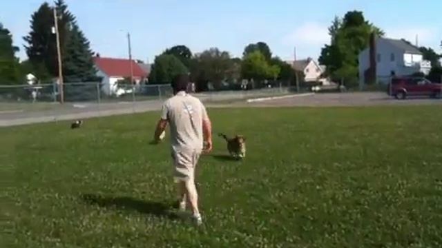 Sasha the low to the ground frisbee hound смотреть онлайн
