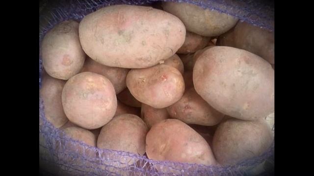 Выращивание картофеля для продажи на своём участке смотреть онлайн