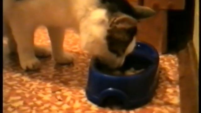 Кот ест суп смотреть онлайн