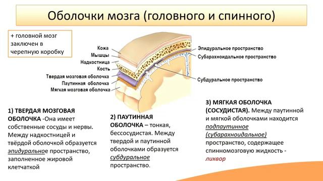 Нервная система. Головной мозг смотреть онлайн