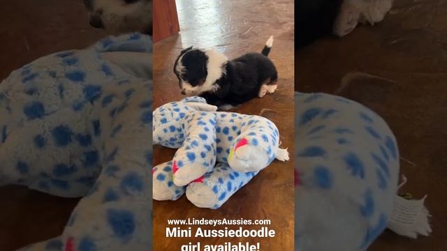 Tri-black mini Aussie doodle female available at Lindseys Aussies in Oklahoma￼ смотреть онлайн