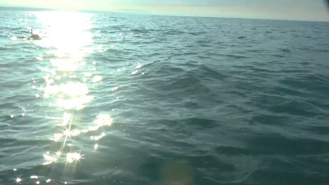 Рыбалка в Крыму. Сотни дельфинов окружили нашу лодку смотреть онлайн
