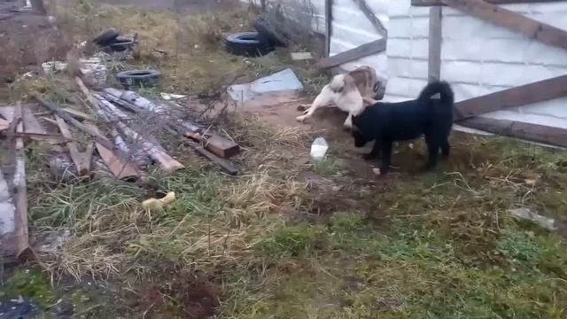 Поведение кобелей при течной суке. смотреть онлайн