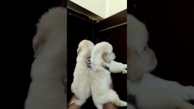 Labrador 🤙 7878816302#pet #dogs #dangerousanimal #funny #dog #puppy #dogtv #tvfordogs #videosfordog смотреть онлайн