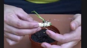 СПАТИФИЛЛУМ как размножить и укоренить