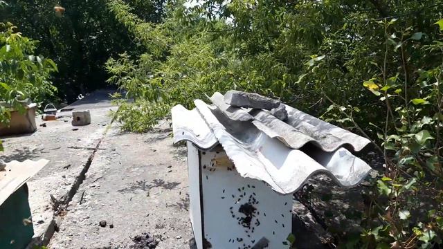 Загадка для пчеловода | Сколько роев? | 456. 00 смотреть онлайн