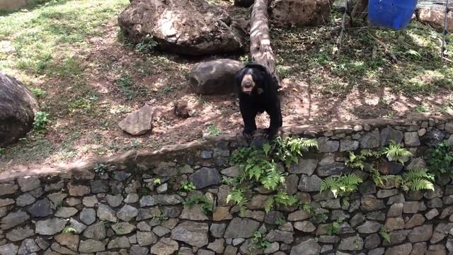 Зоопарк Кхао Кхео в Паттайе (Тайланд) смотреть онлайн