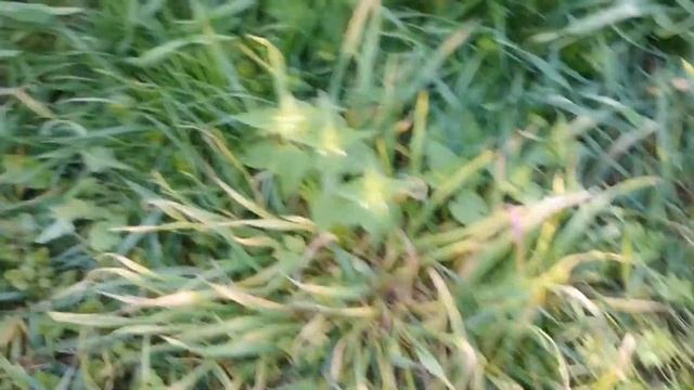 Кто убивает наших голубей смотреть онлайн