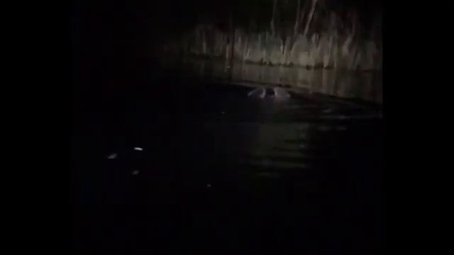 Бобры танцуют в воде . Редкие Кадры 🎞 смотреть онлайн