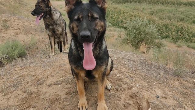 зонарные немецкие овчарки. смотреть онлайн