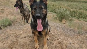 зонарные немецкие овчарки.