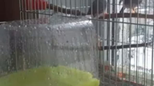 Мои амадинки купаются смотреть онлайн