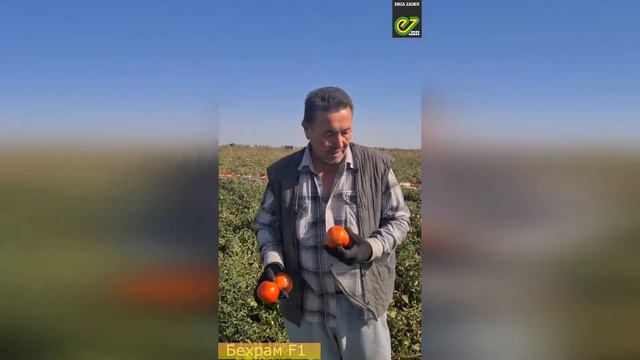 Томаты сорта Бехрам F1 от компании Enza Zaden.