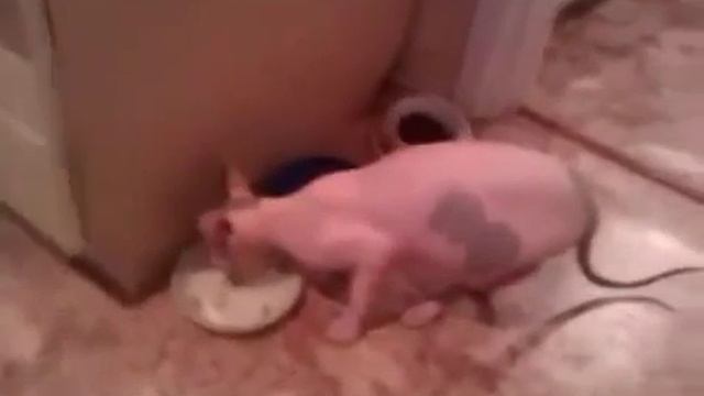 Говорящий кот - Мега Угар! смотреть онлайн