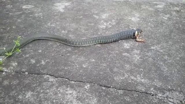 Охота ужа на лягушку смотреть онлайн