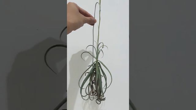 Tillandsia Duratii Flowering part 2.